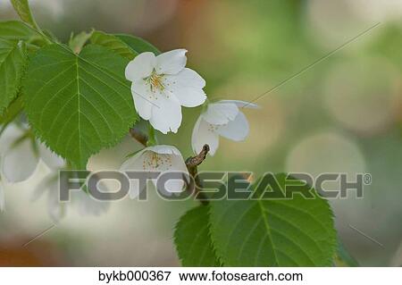 Stock Photo - Cherry blossoms. Fotosearch