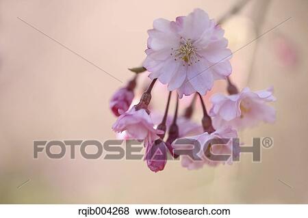Stock Photo - Cherry blossoms. Fotosearch