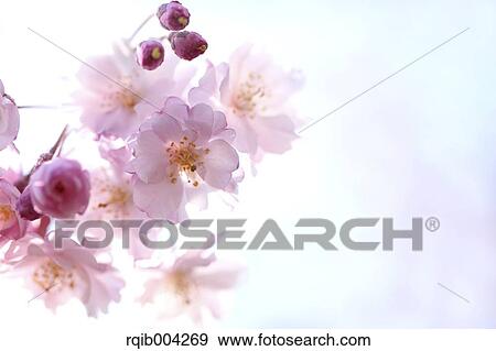 Stock Photo - Cherry blossoms. Fotosearch