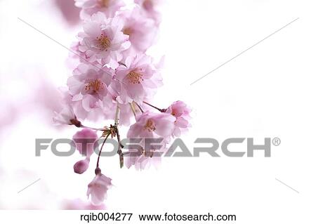 Cherry blossoms View Large Photo Image Stock Photo - Cherry blossoms. Fotosearch