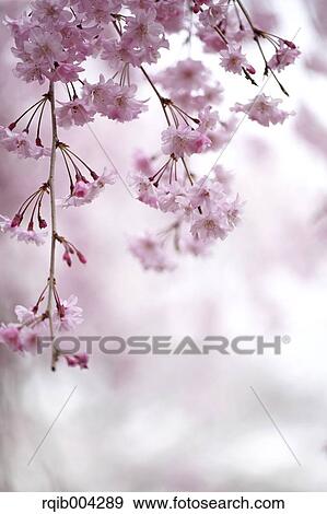 Stock Photo - Cherry blossoms. Fotosearch