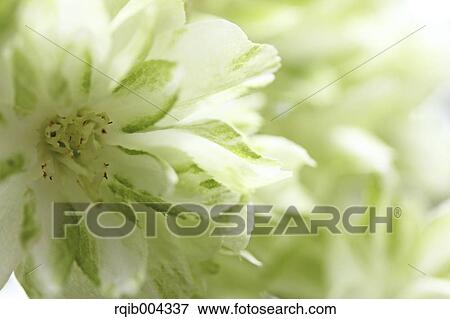 Cherry blossoms View Large Photo Image Stock Photo - Cherry blossoms. Fotosearch