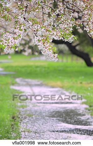 Cherry blossoms View Large Photo Image Stock Photo - Cherry blossoms. Fotosearch