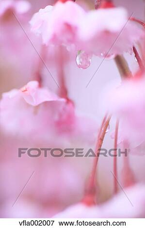 Stock Photo - Cherry blossoms. Fotosearch