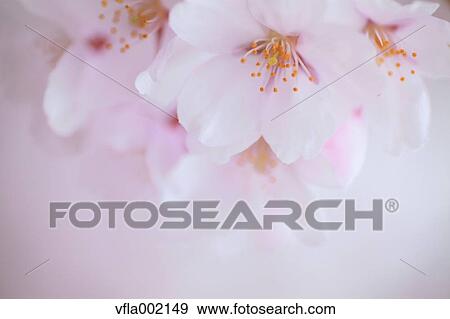 Stock Photo - Cherry blossoms. Fotosearch