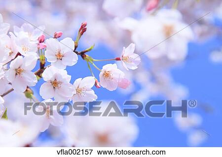 Stock Photo - Cherry blossoms. Fotosearch