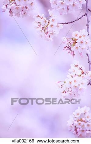 Cherry blossoms View Large Photo Image Stock Photograph - Cherry blossoms. Fotosearch