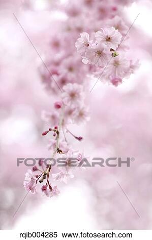 Stock Photography - Cherry blossoms. Fotosearch
