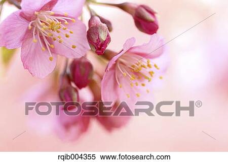 Stock Photography - Cherry blossoms. Fotosearch