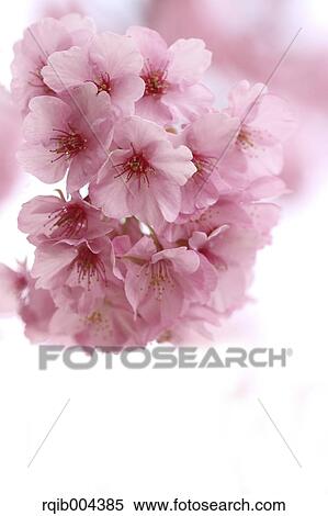 Cherry blossoms View Large Photo Image Stock Photography - Cherry blossoms. Fotosearch