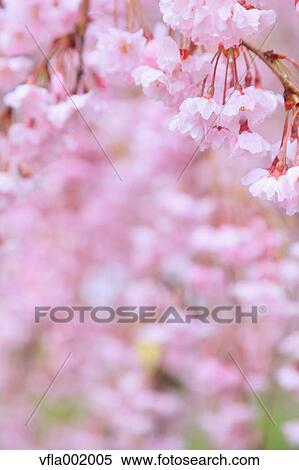 Cherry blossoms View Large Photo Image Stock Photography - Cherry blossoms. Fotosearch