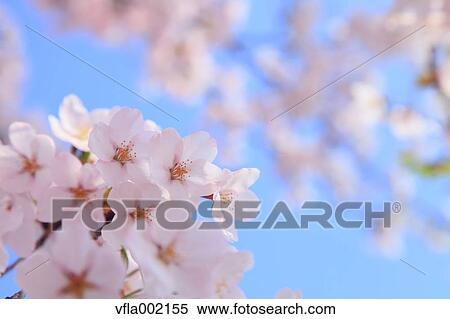 Stock Photography - Cherry blossoms. Fotosearch