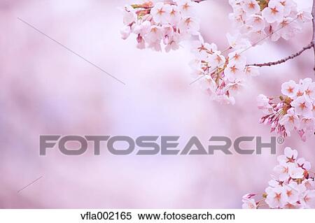 Stock Photography - Cherry blossoms. Fotosearch