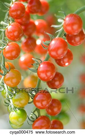Cherry tomatoes View Large Photo Image Stock Photography - Cherry tomatoes. Fotosearch