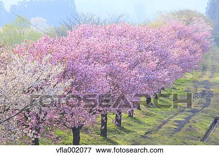 Cherry trees, Yamagata Prefecture View Large Photo Image Stock Photo - Cherry trees, Yamagata Prefecture. Fotosearch