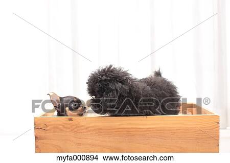 Chihuahua and Toy Poodle pets View Large Photo Image Picture - Chihuahua and Toy Poodle pets. Fotosearch