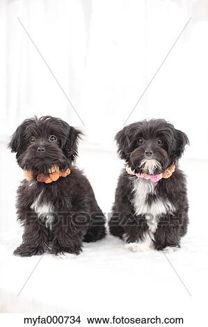 Chihuahua Poodle mix pets View Large Photo Image Picture - Chihuahua Poodle mix pets. Fotosearch