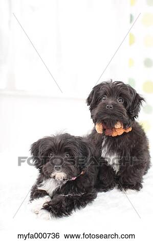 Chihuahua Poodle mix pets View Large Photo Image Stock Photograph - Chihuahua Poodle mix pets. Fotosearch