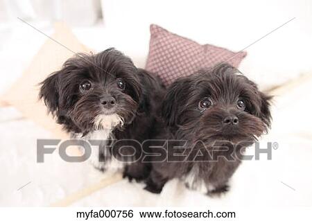 Chihuahua Poodle mix pets View Large Photo Image Stock Photograph - Chihuahua Poodle mix pets. Fotosearch
