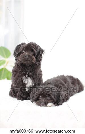 Chihuahua Poodle mix pets View Large Photo Image Stock Photograph - Chihuahua Poodle mix pets. Fotosearch