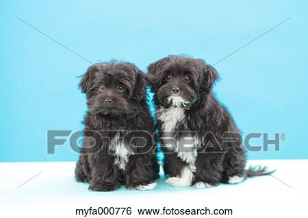 Chihuahua Poodle mix pets View Large Photo Image Stock Photograph - Chihuahua Poodle mix pets. Fotosearch