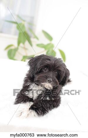 Chihuahua Poodle mix View Large Photo Image Stock Image - Chihuahua Poodle mix. Fotosearch