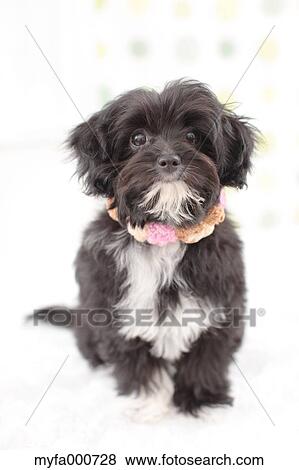 Chihuahua Poodle mix View Large Photo Image Stock Photo - Chihuahua Poodle mix. Fotosearch