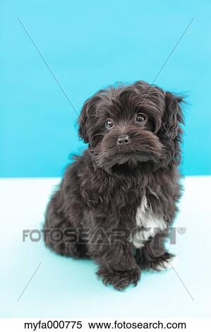Chihuahua Poodle mix View Large Photo Image Stock Photography - Chihuahua Poodle mix. Fotosearch
