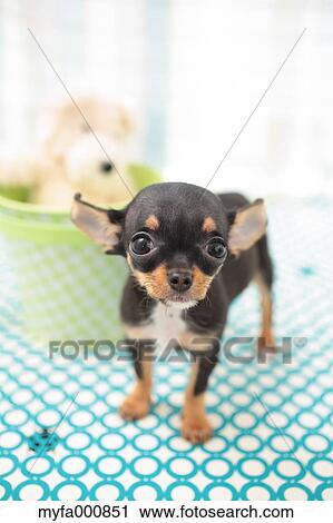 Stock Image - Chihuahua. Fotosearch
