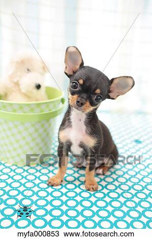 Chihuahua View Large Photo Image Stock Image - Chihuahua. Fotosearch