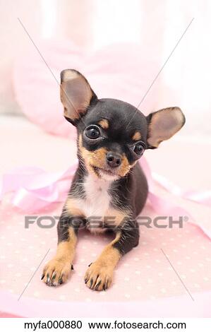 Chihuahua View Large Photo Image Stock Image - Chihuahua. Fotosearch
