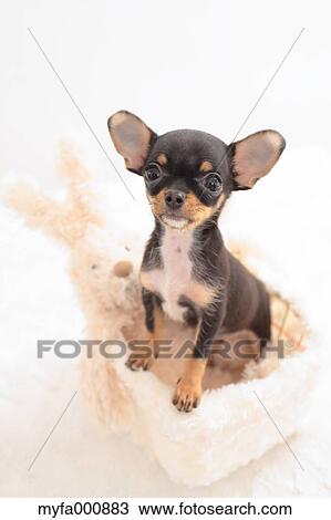 Chihuahua View Large Photo Image Stock Image - Chihuahua. Fotosearch