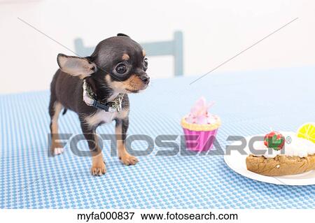 Chihuahua View Large Photo Image Stock Photo - Chihuahua. Fotosearch