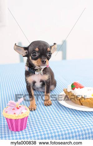 Chihuahua View Large Photo Image Stock Photo - Chihuahua. Fotosearch