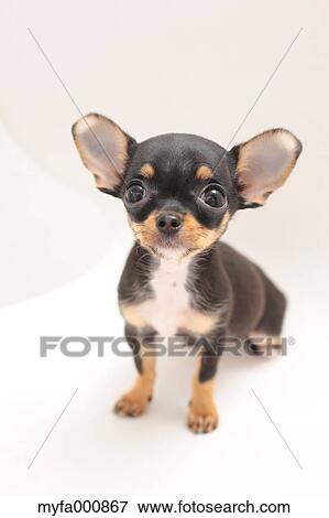 Chihuahua View Large Photo Image Stock Photo - Chihuahua. Fotosearch
