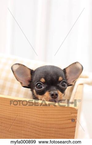 Stock Photo - Chihuahua. Fotosearch