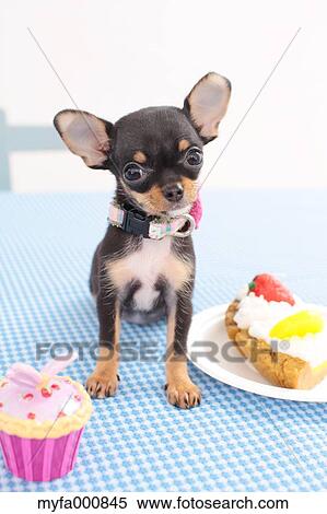 Chihuahua View Large Photo Image Stock Photography - Chihuahua. Fotosearch
