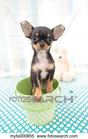 Chihuahua View Large Photo Image Stock Photography - Chihuahua. Fotosearch