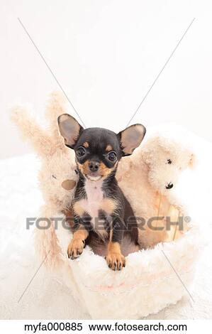 Chihuahua View Large Photo Image Stock Photography - Chihuahua. Fotosearch