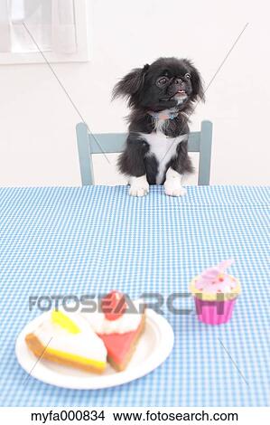 Chin Pekinese mix View Large Photo Image Picture - Chin Pekinese mix. Fotosearch