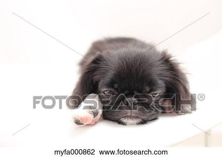 Chin Pekinese mix View Large Photo Image Stock Image - Chin Pekinese mix. Fotosearch