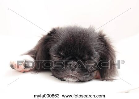Chin Pekinese mix View Large Photo Image Stock Image - Chin Pekinese mix. Fotosearch