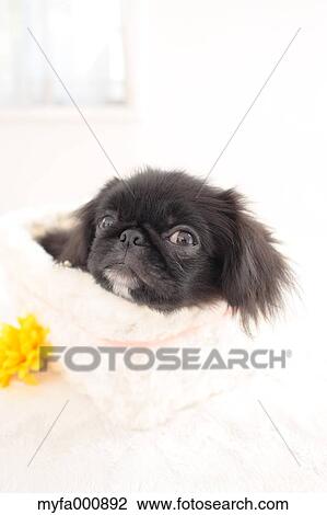 Chin Pekinese mix View Large Photo Image Stock Image - Chin Pekinese mix. Fotosearch