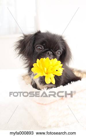 Chin Pekinese mix View Large Photo Image Stock Image - Chin Pekinese mix. Fotosearch
