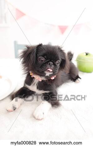 Chin Pekinese mix View Large Photo Image Stock Photo - Chin Pekinese mix. Fotosearch