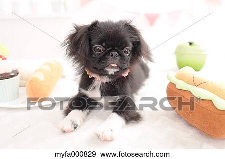 Chin Pekinese mix View Large Photo Image Stock Photo - Chin Pekinese mix. Fotosearch