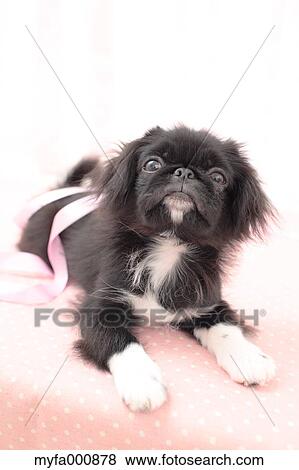 Chin Pekinese mix View Large Photo Image Stock Photo - Chin Pekinese mix. Fotosearch