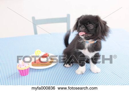 Chin Pekinese mix View Large Photo Image Stock Photograph - Chin Pekinese mix. Fotosearch