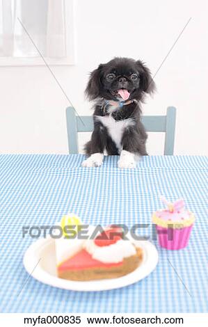 Chin Pekinese mix View Large Photo Image Stock Photography - Chin Pekinese mix. Fotosearch