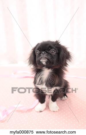 Chin Pekinese mix View Large Photo Image Stock Photography - Chin Pekinese mix. Fotosearch